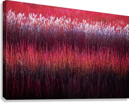 The wicker frontiers  Canvas Print