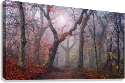 Walking the old path.  Canvas Print
