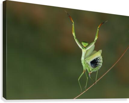 Are you gonna dance with me   Canvas Print