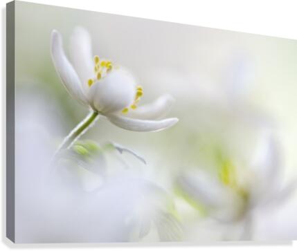 White Spring Canvas Print