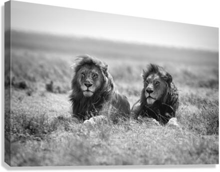 Two kings Canvas Print