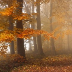 Edge of the woods