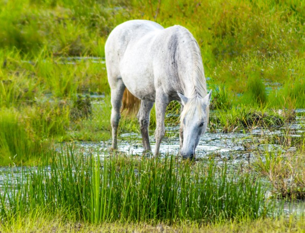 Wild Wetland Stallion Print