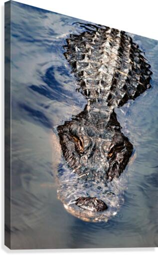 Gator Cruising  Canvas Print
