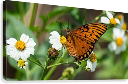 Gulf Fratillary Canvas Print