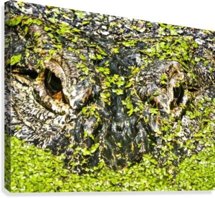 The Staredown Canvas Print