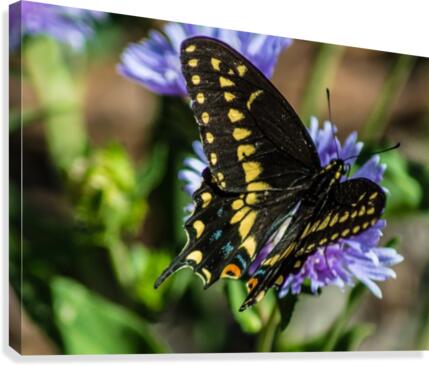 Black Swallowtail  Canvas Print