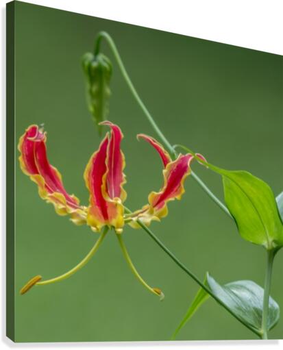 Flame Flower  Canvas Print