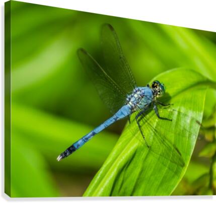 Blue Dragonfly Canvas Print