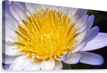 Nymphaea Canvas Print