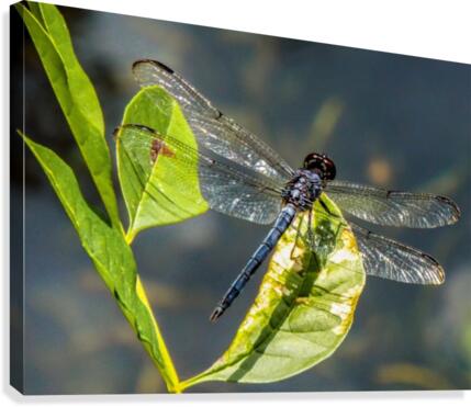 On Crystal Wings Canvas Print