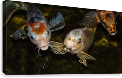 Koi Rising  Canvas Print