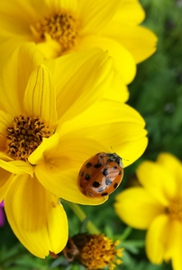 Lady Beetle