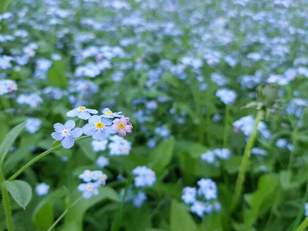 Forget Me Nots Print