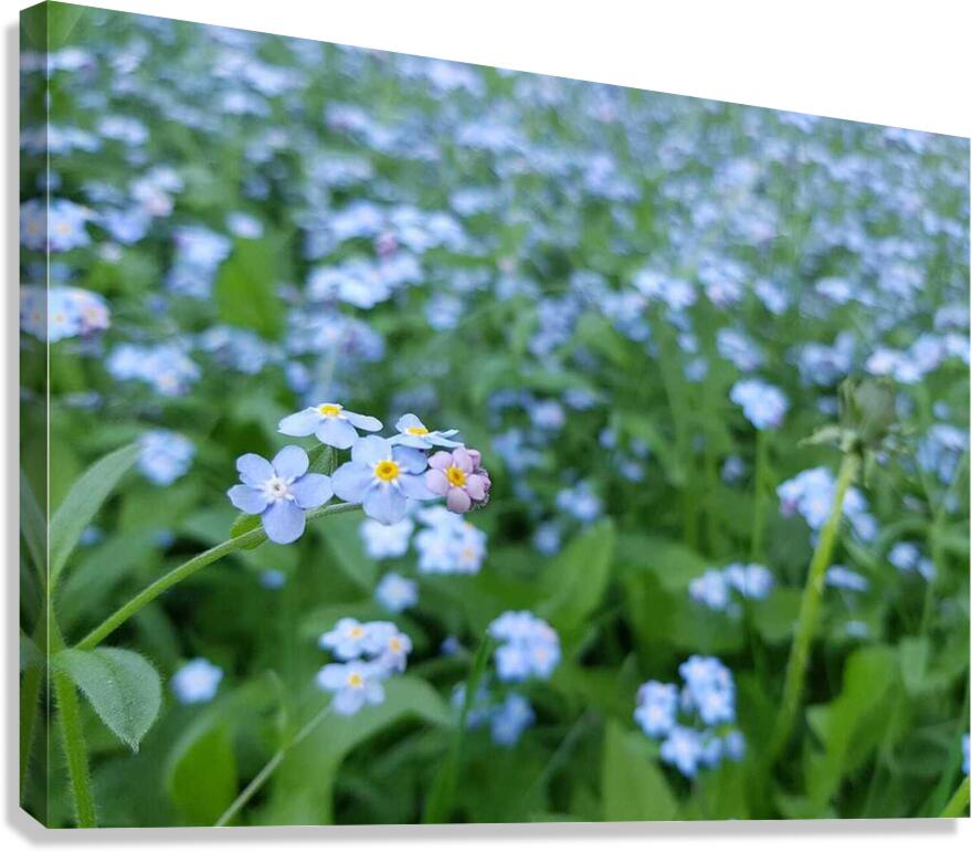 Forget Me Nots Canvas Print