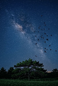 Midnight Migration: The Pine Under the Milky Way