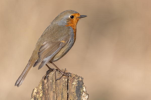 European Robin perched on a branch in the forest in winters. by Christian Decout