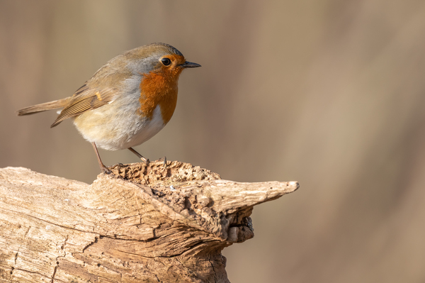 European Robin perched on a branch in the forest in winters. by Christian Decout