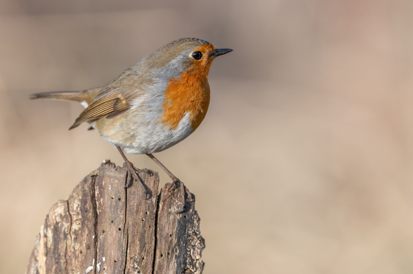 European Robin perched on a branch in the forest in winters. by Christian Decout