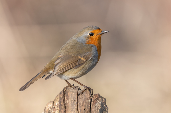 European Robin perched on a branch in the forest in winters. Alsace France. by Christian Decout