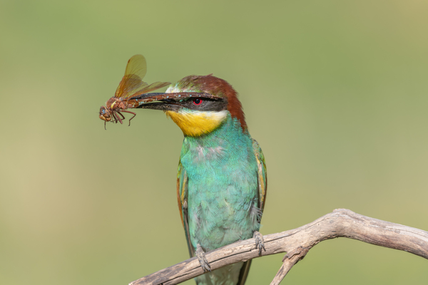 European Bee-eater Merops apiaster with a dragonfly in its beak. by Christian Decout