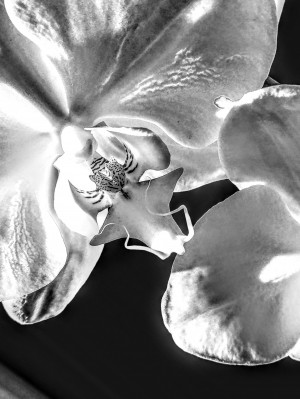 Orchid love