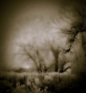 Winter Bliss