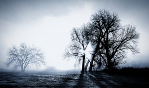 Misty winter morning2