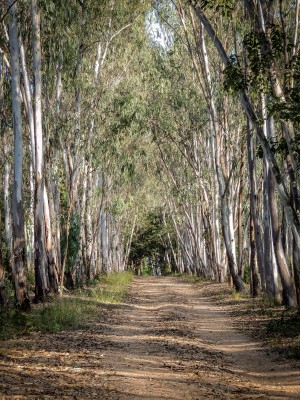 The Road Less Traveled