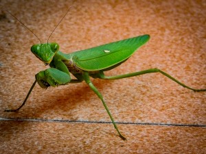Mantis