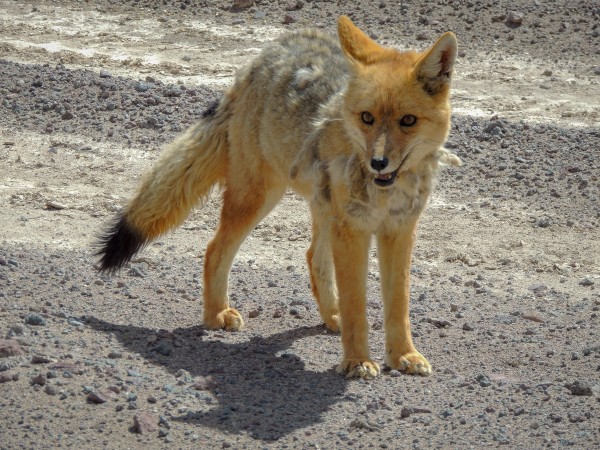 Desert Fox Print