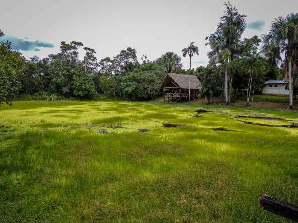 Iquitos Print