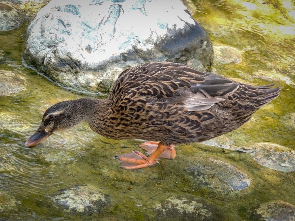 Duck Print