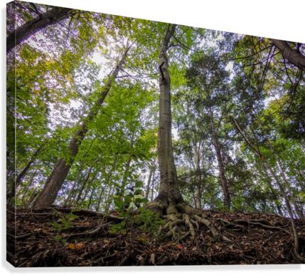View from below Canvas Print