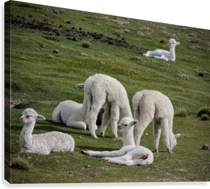 Alpaca Canvas Print