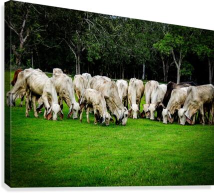 Dinner Graze Canvas Print