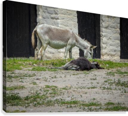 Dos Burros Canvas Print