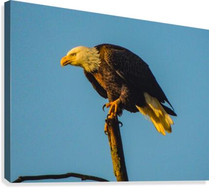 Bald Eagle Canvas Print