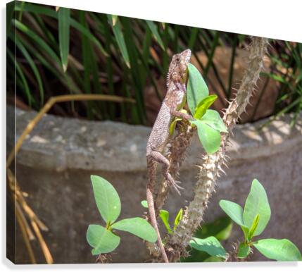 Catching some sun Canvas Print