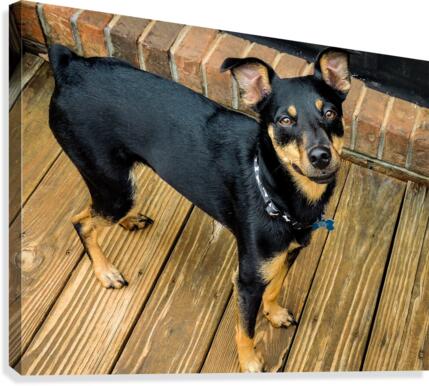 Nibs Canvas Print