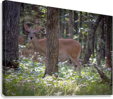 Deer Canvas Print