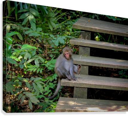 Timid Monkey Canvas Print