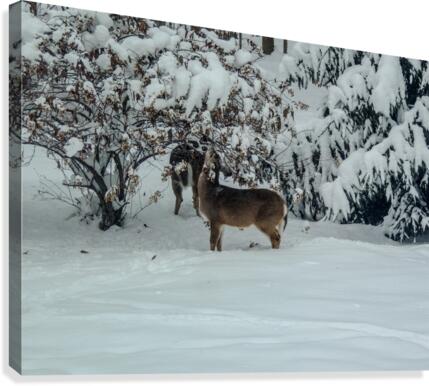 Winter snack Canvas Print