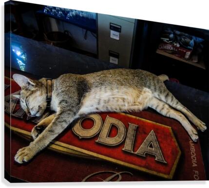 Cat Nap Canvas Print