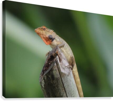 Yo Canvas Print