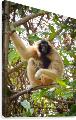 Gibbon Canvas Print