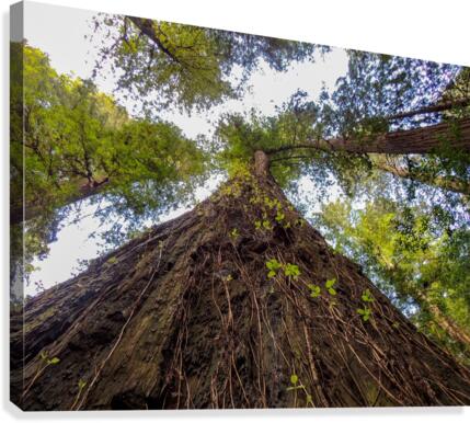 Look Up Canvas Print