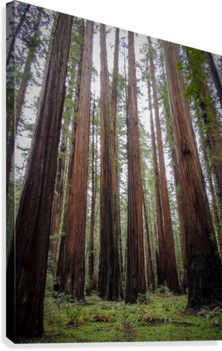 Giants Canvas Print