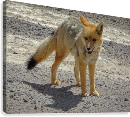 Desert Fox Canvas Print