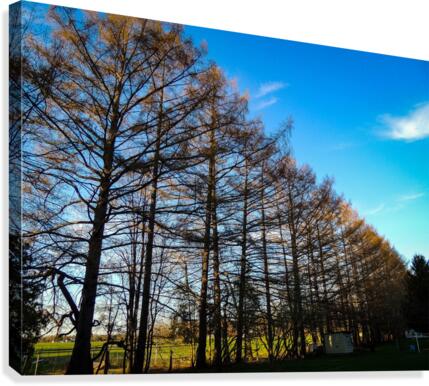 Tree-line Canvas Print